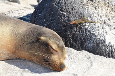 Ecuador und Galapagos