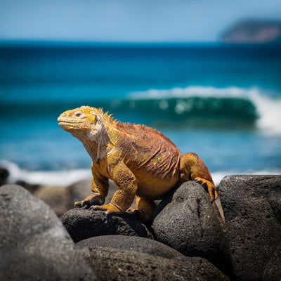 Ecuador und Galapagos