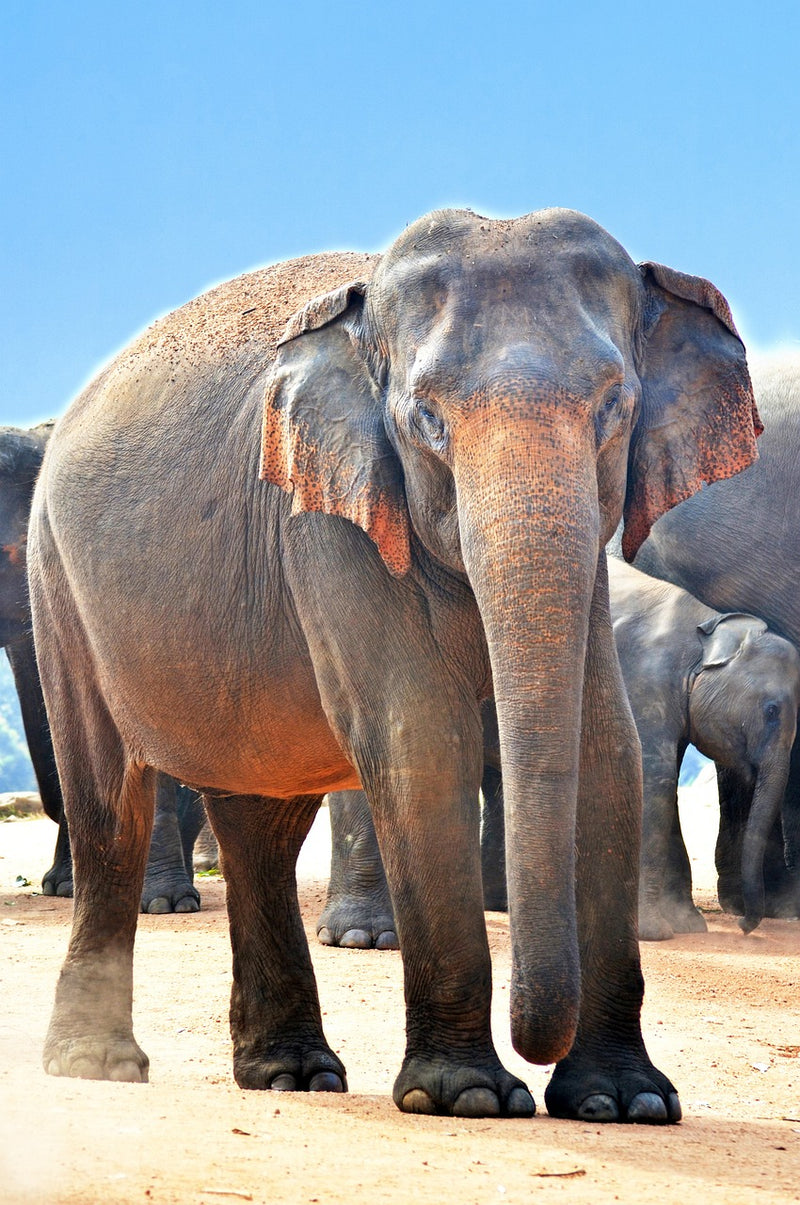 Indien, Sri Lanka und Malediven